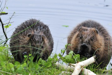 Beavers Returned to Forest of Dean 400 Years after Being Driven to Extinction